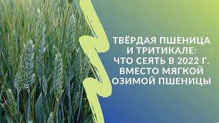 Твёрдая пшеница и тритикале: что сеять в 2022 году вместо мягкой озимки