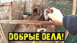 КАК ИЗМЕНИЛАСЬ ЖИЗНЬ ПОСЛЕ ДТП / ПОЕЗДКА В ПИТОМНИК И ПОМОЩЬ ПОДПИСЧИКАМ / Хайтас