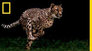 Cheetahs - World's Fastest Animal | National Geographic