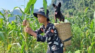 Orphan boy Nam's went to pick corn to sell. It was great when everyone came to buy all of Nam's corn