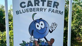 Picking blueberries at local blueberry farm. Carter blueberry farm Fayetteville North Carolina