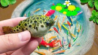 Catch Tiny Black and Green Aquarium Puffer Fish, Find Baby Turtles, Ornamental Fish, Zebra Fish, Koi