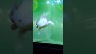 Axolotl attack (graphic)