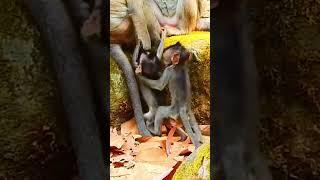 Annkor Wat Monkey's LIfestyle Cutest Babies 691