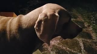 New Salem Witch Hunters - Falling  - Holder The Weimaraner