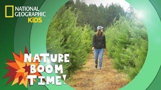 Christmas Tree Farm  | Nature Boom Time | @natgeokids