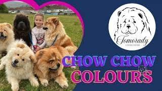 Chow Chow Colours Explained