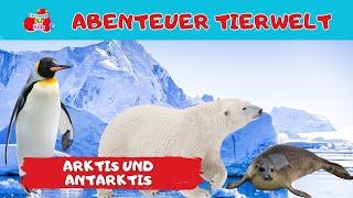 Abenteuer Tierwelt | Arktis und Antarktis | Tiere lernen für Kinder und Kleinkinder