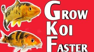 How to grow koi fish faster | How to grow koi faster | Koi fish | koi | koi carp .