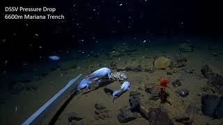 Mariana Trench: 6,600m Exploration