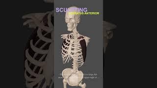 Master 3D Sculpting Anatomy | Serratus Anterior Muscles in ZBrush