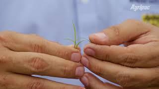 Control de Malezas en Cultivo de Arroz POST EMERGENTE