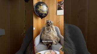ЕНОТ ТЁМА РАСПАКОВЫВАЕТ ПОДАРКИ НА ДЕНЬ РОЖДЕНИЯ: день2 /TEMA'S RACCOON UNPACKS BIRTHDAY GIFTS: day2