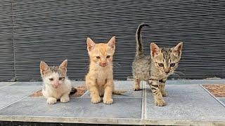 3 Stray kittens Wandered alone on the Street...