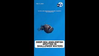 Researchers surprised to see deep-sea anglerfish in shallower waters