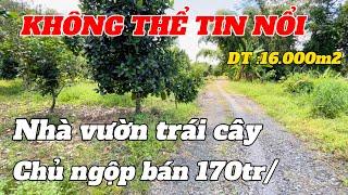 ĐẤT VƯỜN NGỘP CẦN BÁN GẤP GIÁ RẺ | nhà vườn trái cây xum xuê . Mình mà có tiền mình mua luôn …