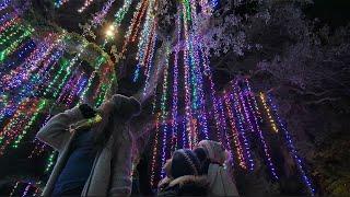 Experience Zoo Lights this Season!