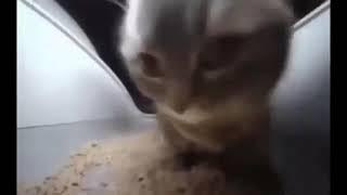 gato dançando a chipi chipi chapa chapa