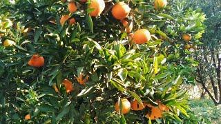 picking fruit (tangerine) #farmtime #fruit