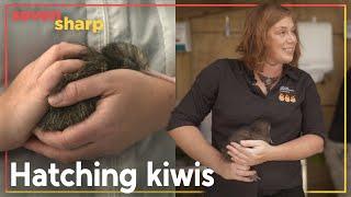 The Brit saving New Zealand’s national bird, the kiwi | Seven Sharp