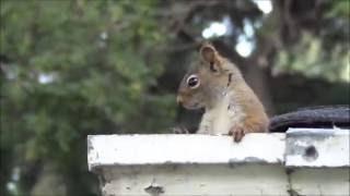 American Red Squirrel Interview