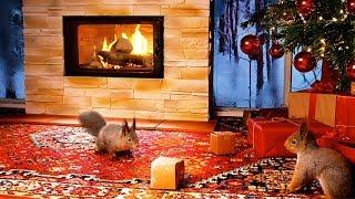 Christmas With Squirrels & Relaxing Christmas Music ( 1 Hour )