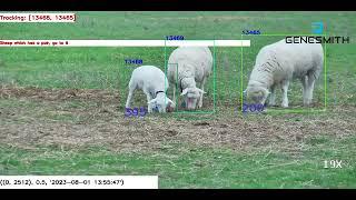 Genesmith cameras autonomously matching lambs to dams