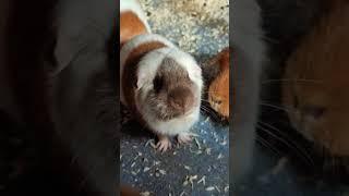 #meerschweinchen #animals #haustiere #love #cute #tiere