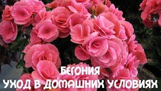 Клубневая #бегония. Уход в домашних условиях