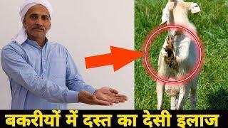 बकरीयों में दस्त के देसी इलाज | Goat Loose Motion Desi Treatment | घरेलू इलाज Ep03