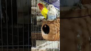 love bird parrot #parrot love birds Awaaz