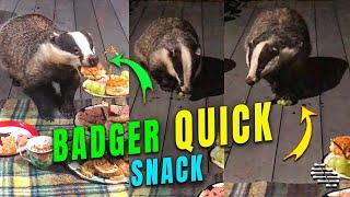 European Badger Gets a Quick Snack Offered by House Owner