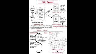 Đào tạo Lý do làm Amway Why Amway?- DDI Bảo Thơ