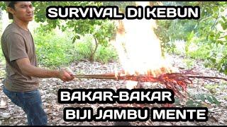 Survival Bakar-bakar Biji Jambu MENTE di Kebun..||