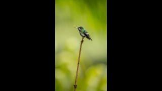 World's Best Backyard Birding #shorts #birding