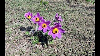 Сон-трава или Прострел раскрытый (лат. Pulsatilla patens).