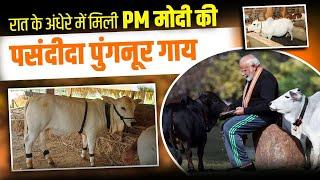 दुनिया की सबसे छोटी गाय (Punganuru) की खोज में Andhra की यात्रा।  20 साल Breeding