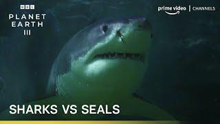 Sharks vs Seals | Planet Earth III | BBC Player | Prime Video Channels