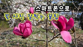 스마트폰 꽃 사진 예쁘게  찍는 법. 스마트폰 촬영비법 소개