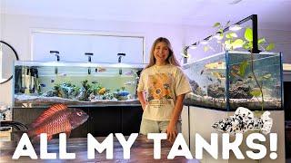 ALL of my Fish Tanks in ONE Video - FULL UPDATE!