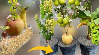 How To Grow Banana Tree From Banana Grow Grapes From Grape And Grow Apple Trees From Apple Fruit