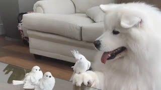 Dog Holds Little Bird on Paw