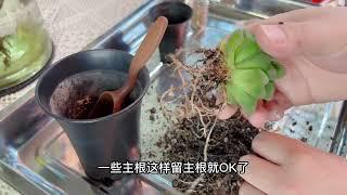 百合科十二眷属植物玉露换盆