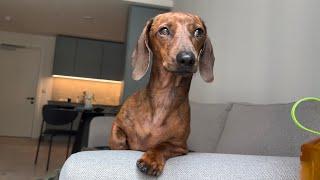 Is mini dachshund standing, sitting or lying down?