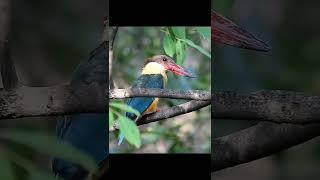 Stork-billed kingfisher (Pelargopsis capensis) at Tadoba Andhari Tiger Reserve खंड्या|birds