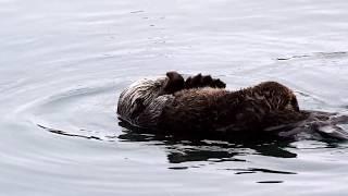 Adorable Baby Otter in Morro Bay