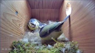 3rd May 2021 - Incubation Day 6 - Blue tit nest box live camera highlights