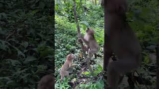 #monkeys #india #monkey #travel #nature #wildlife #animals #wildlifephotography  #love #animal