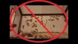 ◙ Alternative to sifting mealworm pupae. Separate while still worms instead.