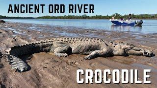 Ancient Ord River Salt Water Crocodile